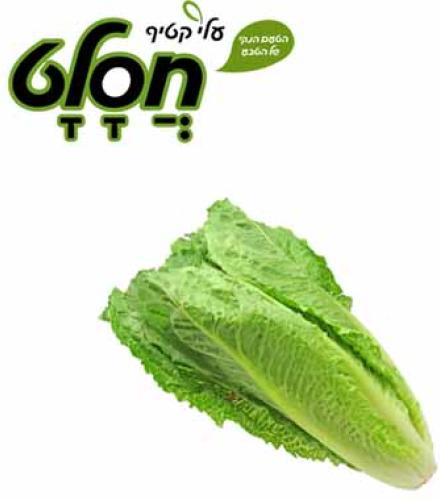 ALEY KATIF WASH ROMAINE LETTUCE