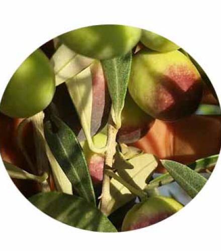 SHW. OLIVE OIL EX. VIRGIN