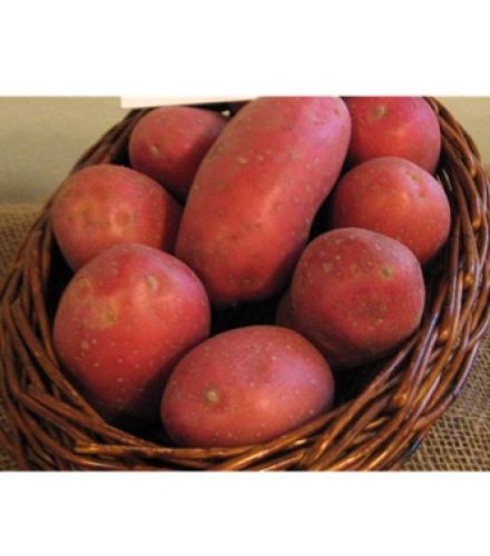 Red potato